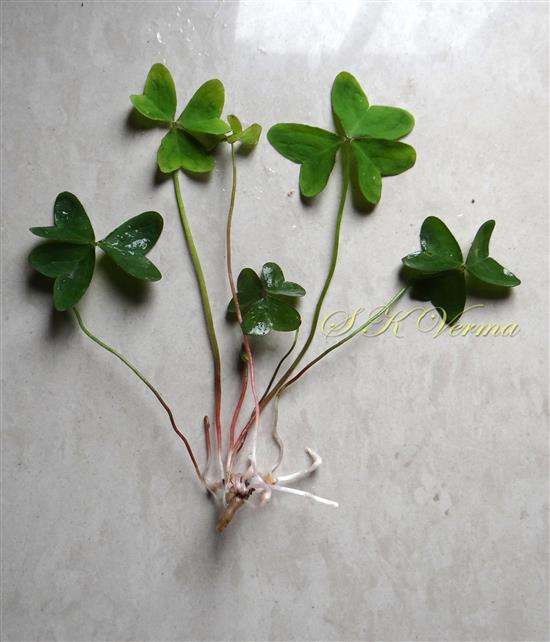  Plant